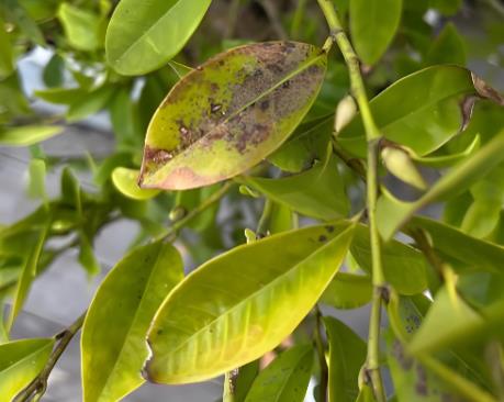 銀杏黑斑病和輪紋病病菌生長、產孢試驗和孢子萌發試驗（一）