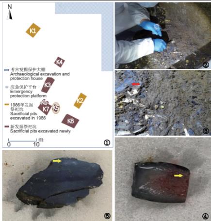 基于可培養技術的古象牙病害微生物分離鑒定與抑菌劑篩選評價（一）