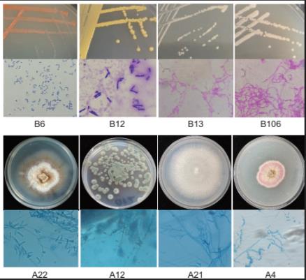 基于可培養技術的古象牙病害微生物分離鑒定與抑菌劑篩選評價（二）