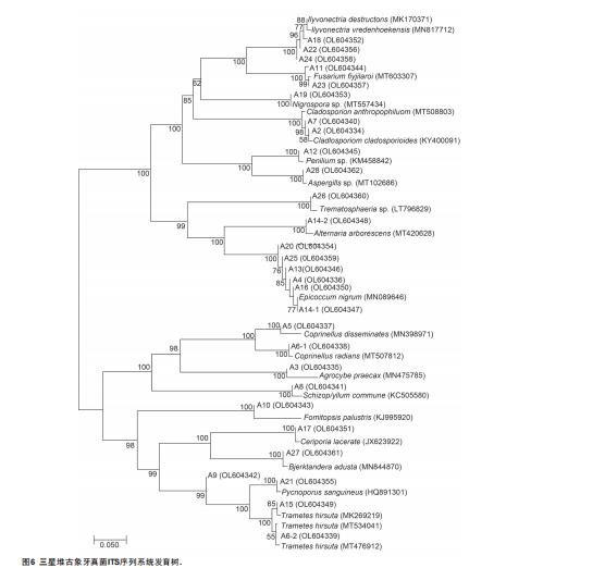 基于可培養技術的古象牙病害微生物分離鑒定與抑菌劑篩選評價（四）