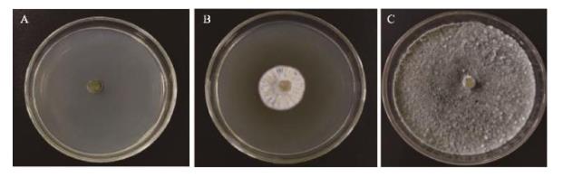 基于生長速率法優化放線菌發酵培養基和發酵條件（三）