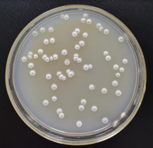 基于生長速率法優化放線菌發酵培養基和發酵條件（一）