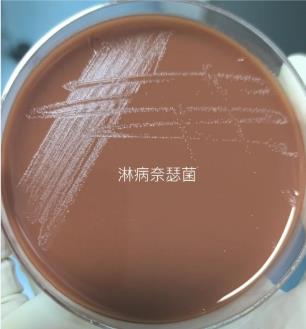 不同保存條件、培養基對淋病奈瑟菌存活率的影響——結果、討論