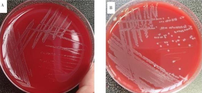 丹毒敗血癥:豬紅斑丹毒絲菌形態、生化特征、鑒定及藥敏試驗——結果、討論
