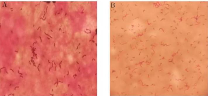 丹毒敗血癥:豬紅斑丹毒絲菌形態、生化特征、鑒定及藥敏試驗——摘要、材料與方法