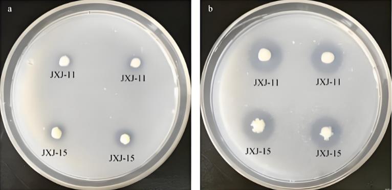 從技術機理到應用實踐，農業常用微生物有哪些功能作用？