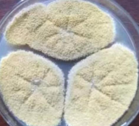 ?微生物農藥之綠僵菌（Metarhizium anisopliae）計數及登記