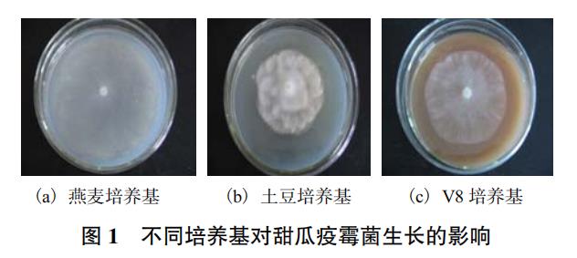 基于生長速率法評估植物乳桿菌Bx6-2的發酵液對甜瓜疫霉菌抑制效果（一）