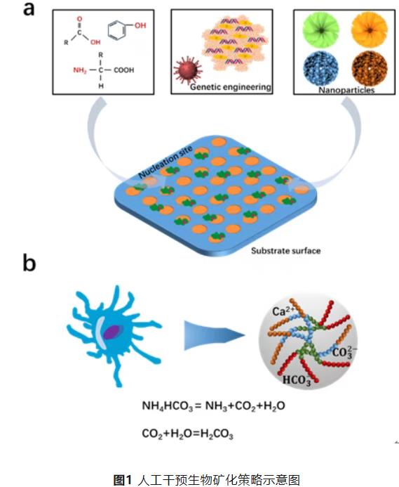 基于微生物誘導礦化的新型腐蝕抑制策略